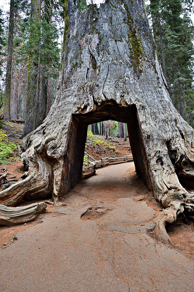 Sequoia National Park
