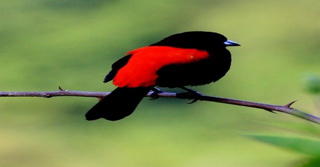red and black bird