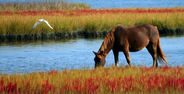 Assateague Island Virginia