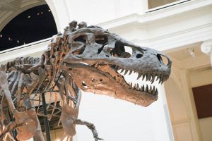 T-Rex Sue in Chicago