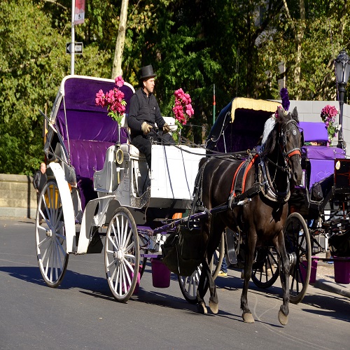 Carriage in central park