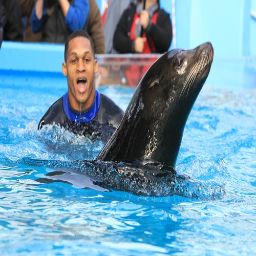 sea lion