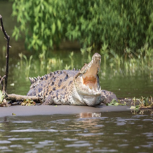 costa rica crocodile