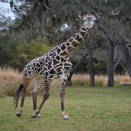 giraffe