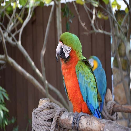 macaw