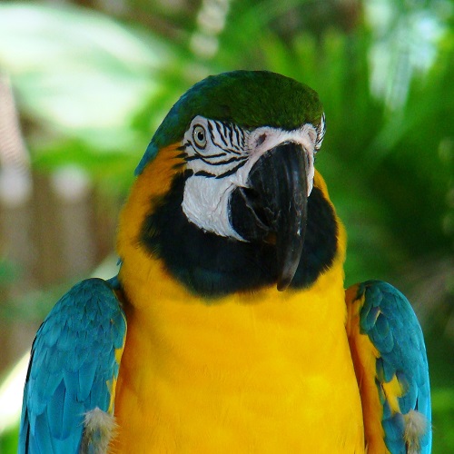 macaw