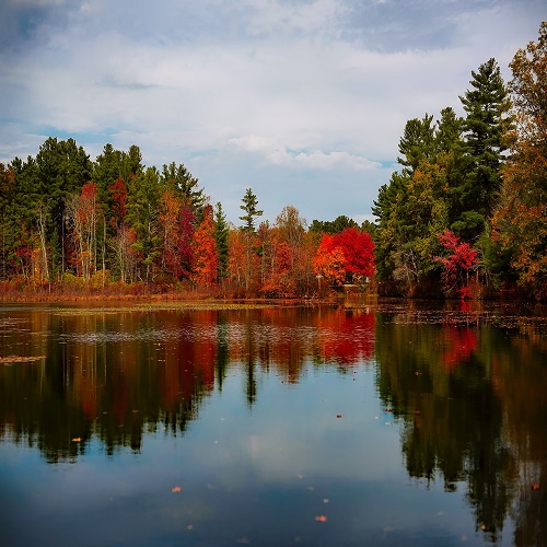 trees in massachusettes
