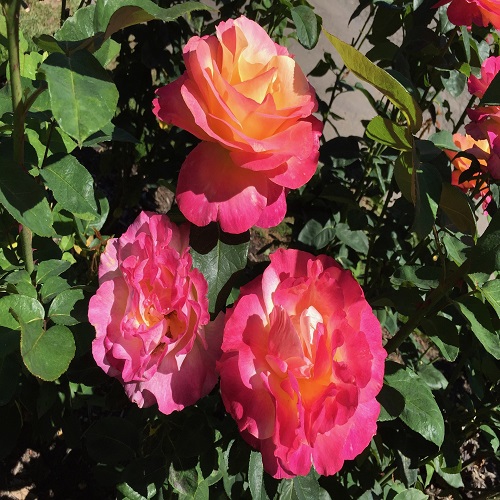 japanese rose