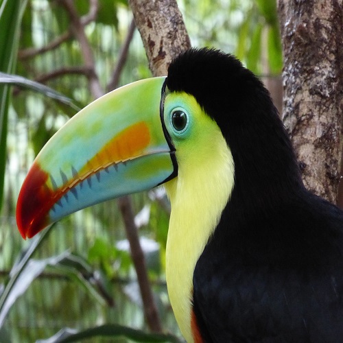 toucan
